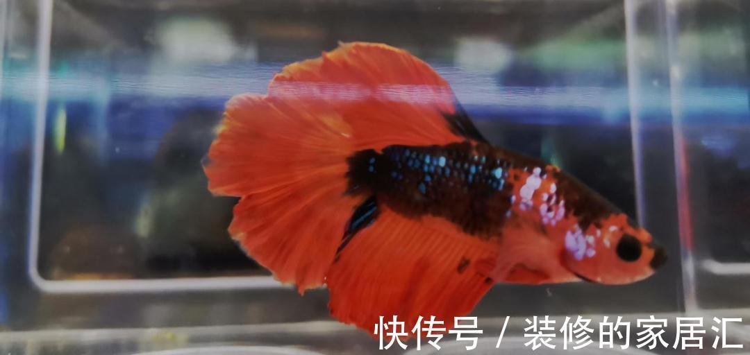 冬天的萝卜是个宝!教你个新做法,爽脆鲜嫩,全家老少都爱吃!