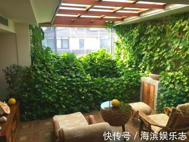 养吊兰绿萝，别光浇自来水，浇点自制“薄肥水”，一个月就爆盆