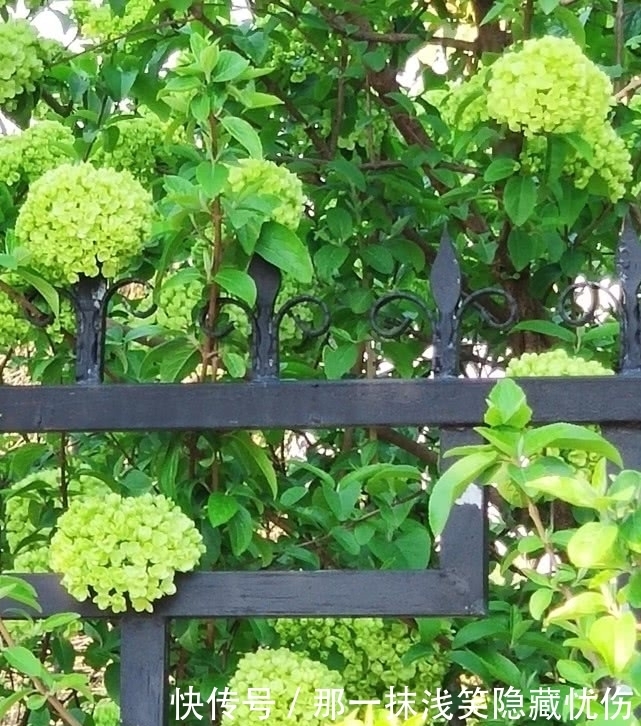 天女春日乘风到，满树玲玲花如玉