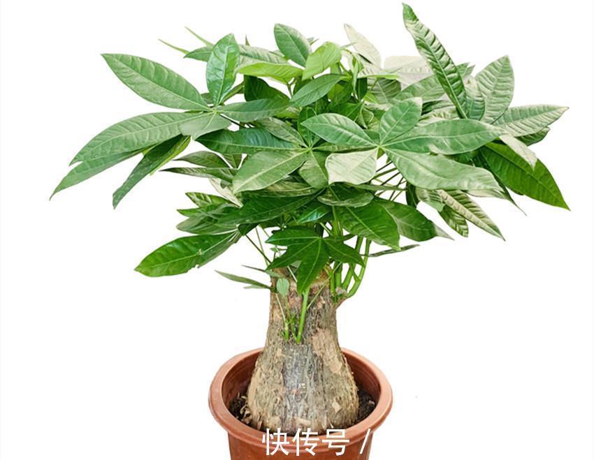 根系|四种花喜干不喜湿，什么时候也不能浇水太频繁，要学会懒养