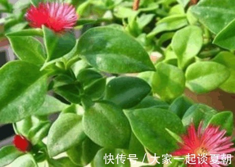 救心菜|农村墙角的一些野菜，具有养心、平肝、降血压、降血脂的作用