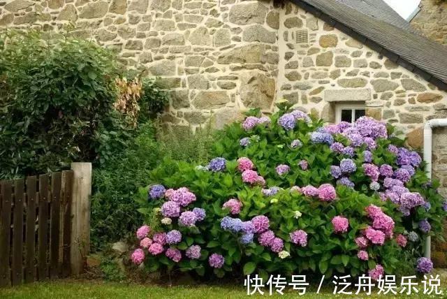 托盘|3种花太贵,别再买了,剪几个枝就能扦插几十盆!