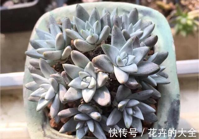 花友|多肉植物色彩斑斓之白色系多肉，祝各位花友百战百胜