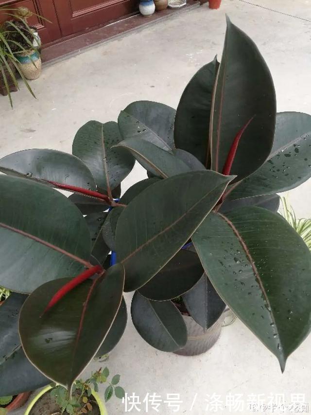 6种杀菌花,杀菌去异味,家里空气更干净!