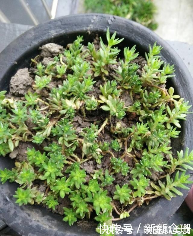 水竹|这3种花要多浇水,水多了就爆盆到处生长,夏天养正合适