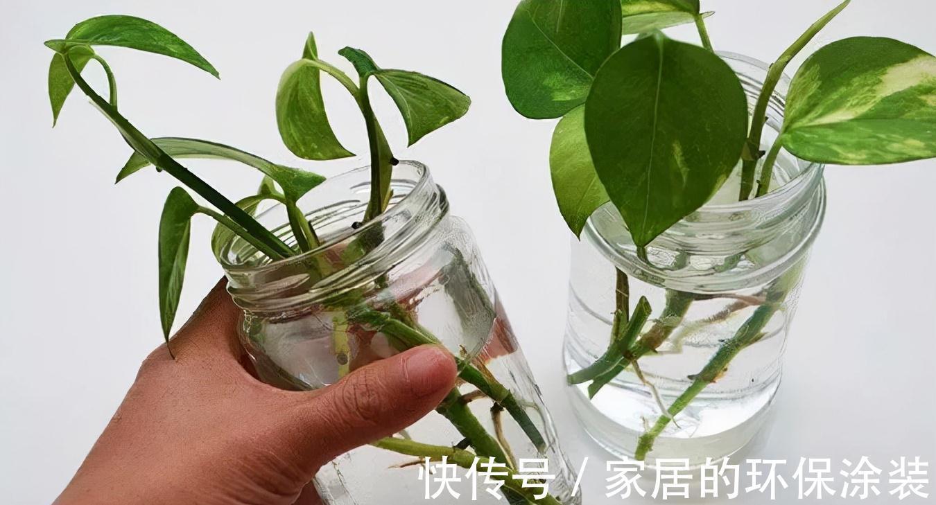 进入10月，建议扦插5种花，温度适宜利于生根，成活率直线上升