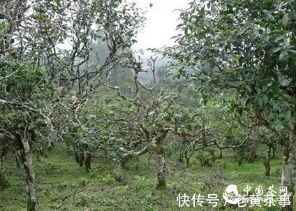 树龄|茶，耐不耐泡，它们说了算
