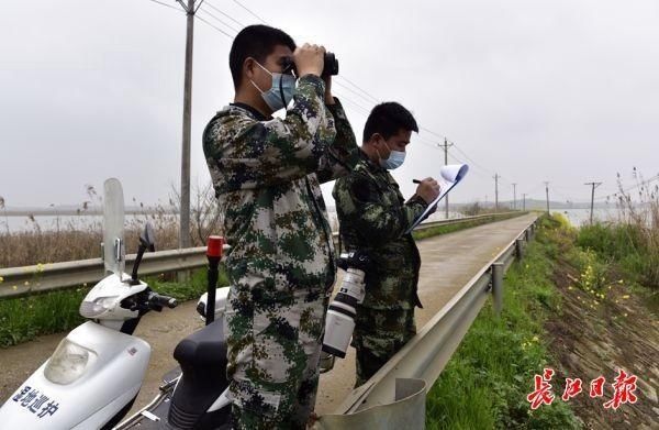 8年前村民要赶鸟，如今村民邀请亲友来“看天鹅”，这里有一片宝藏湿地