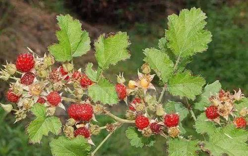 农村罕见的三种野果，小时候天天吃，你吃过几种？