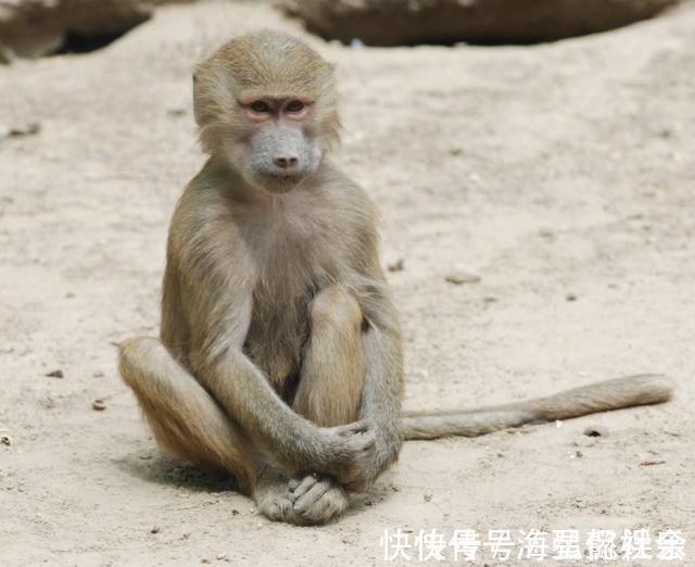 准妈妈|36年前移植“狒狒”心脏的女婴,虽手术很成功,结局却让人痛惜