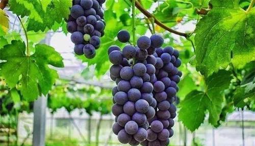 春季到了，女人多吃以下食物，營養(yǎng)豐富，滋補強身，早吃早好