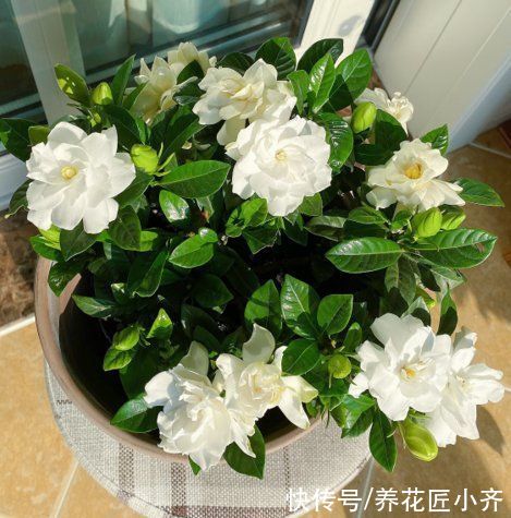 秋季|如果想要栀子花明年开花，秋季做好“5不1对”，春季花开满枝头