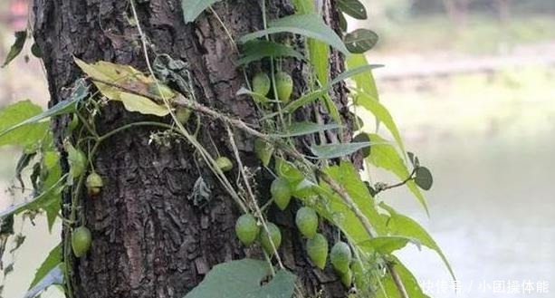 路边这种“野草”，果实似盒子，小时当玩具，不知是珍贵药草！