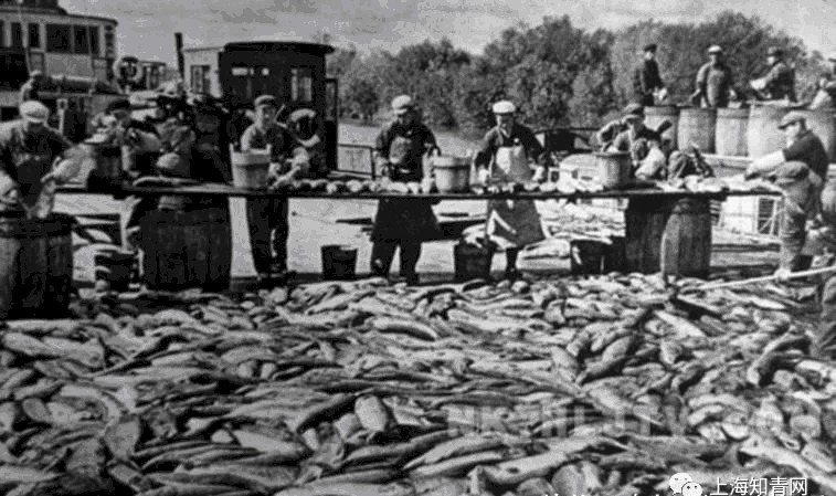 北大荒|北大荒知青回忆：人人都想去炊事班