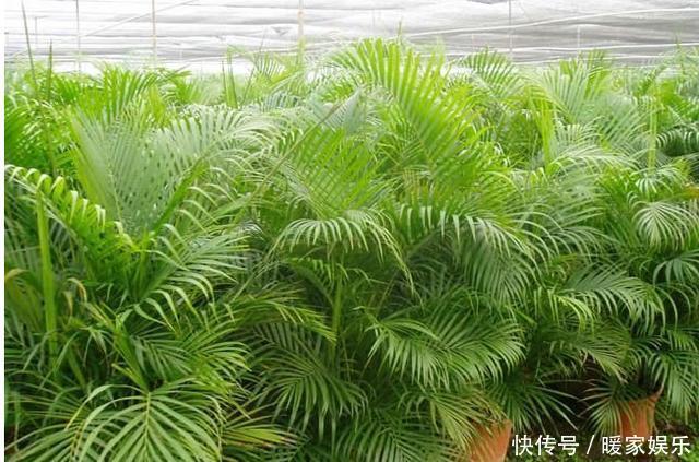 7种“有益花”,养在家里身体好,清新空气病菌少,你家还没养