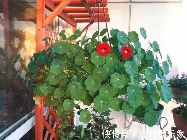 此花叶子像“小荷叶”，长起来比绿萝还快，一年开花6个月