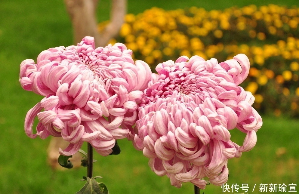 此花是一种淡隐山林的意境,有着非凡的地位,是长寿之花