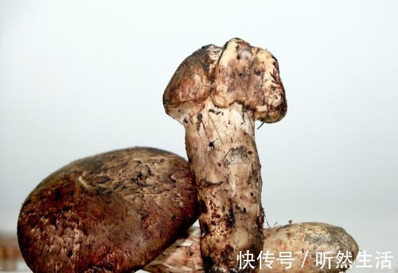 鱼腥草|66种野菜大图片，带你见识不同的野菜和吃法，你想要的野菜这里有