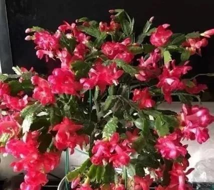 嫁接|家庭养蟹爪兰,一个“小窍门”,不怕热,不怕冷,一年到头都开花