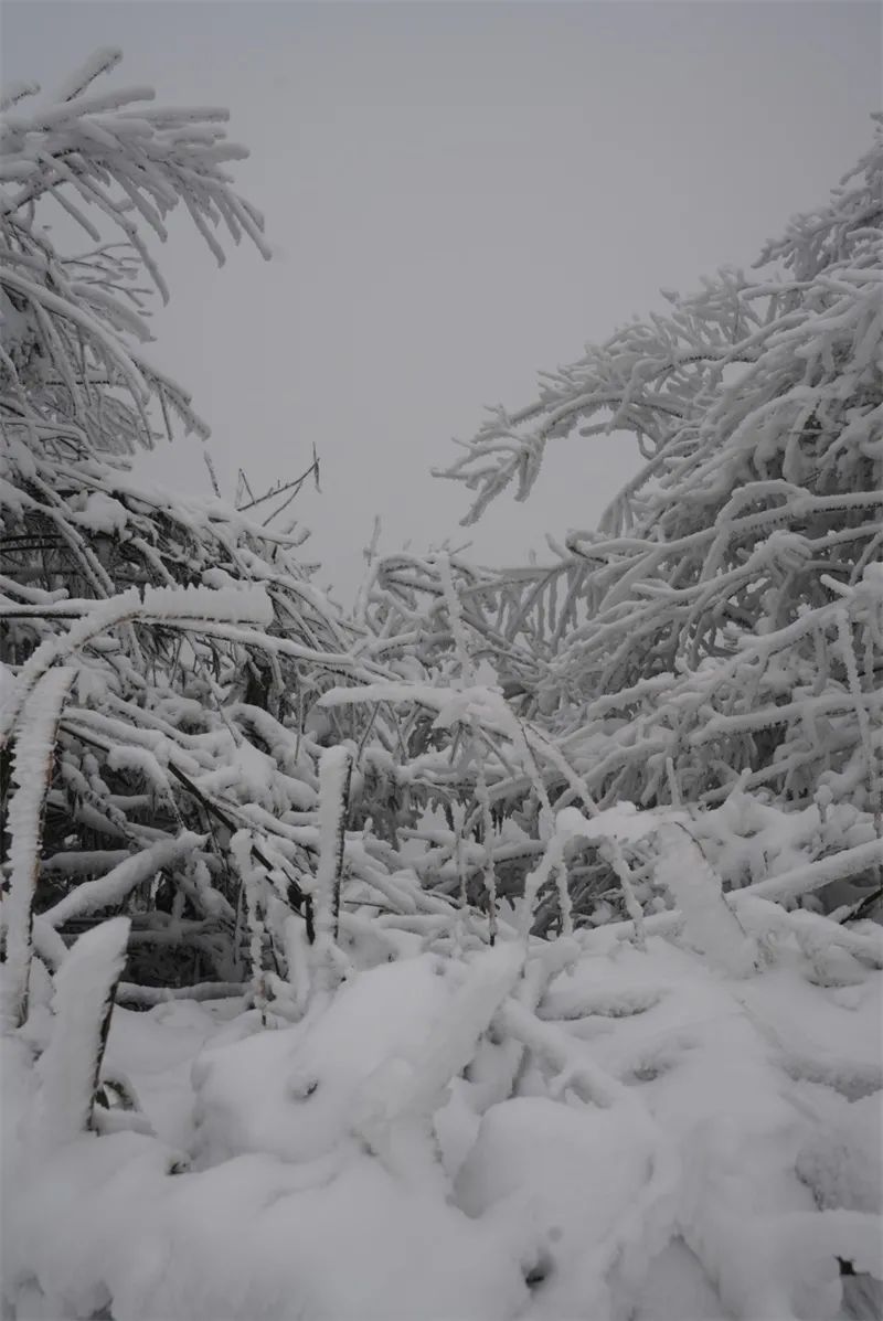 冰雪|绝美雪景！古蔺邀请你来体验“冰雪奇缘”