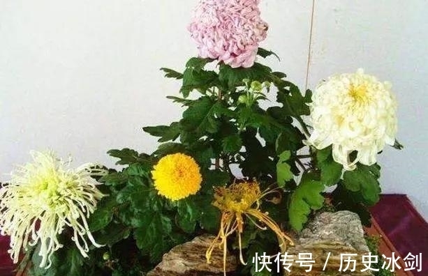 客厅养花有“讲究”,这3种树养1盆,好看又养眼,还能带来好运气