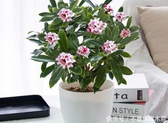 这5种花卉堪称活香水,养一盆摆客厅,满屋子飘香!