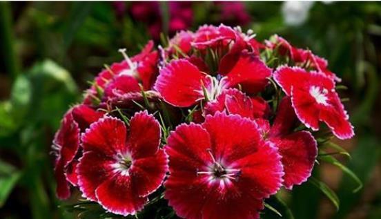 种子发芽温度|养花却不知道什么时候播种,看了此个就知道了