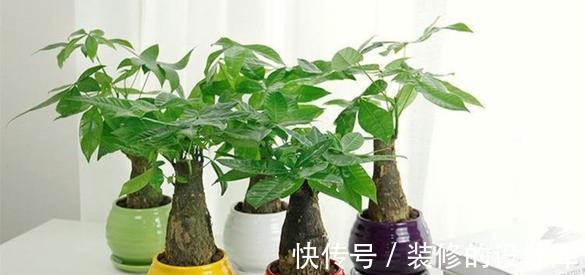 叶片|4种漂亮花，适合“穷养”，用小盆多晒晒，长得更好看