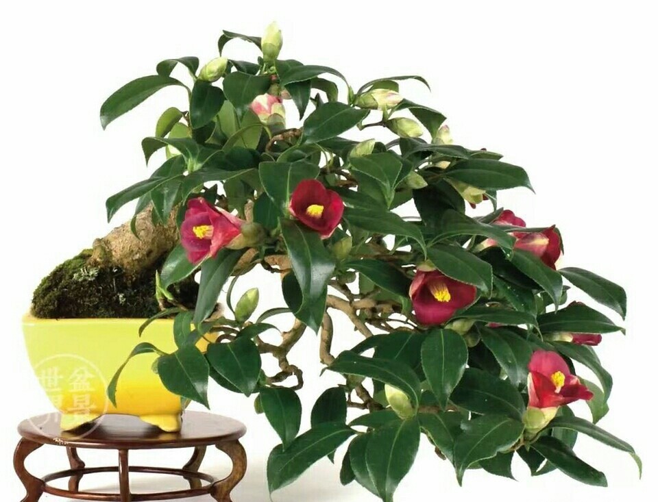未雨绸缪,了解茶花老桩盆景的上盆4技巧,秋季用到不求人