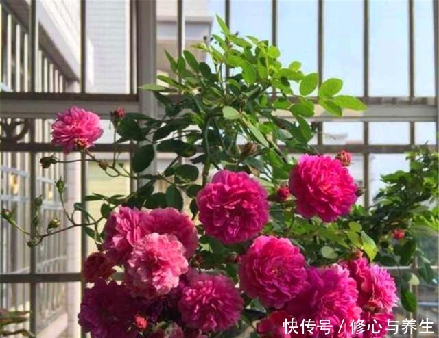 花盆土壤“硬如砖”,去公园捡“2宝贝”埋盆里,土壤松软白根壮!