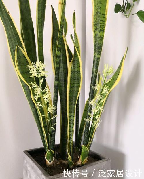 浇水|2种耐旱花,浇水懒一些,一月浇一次,四季油绿开花美!