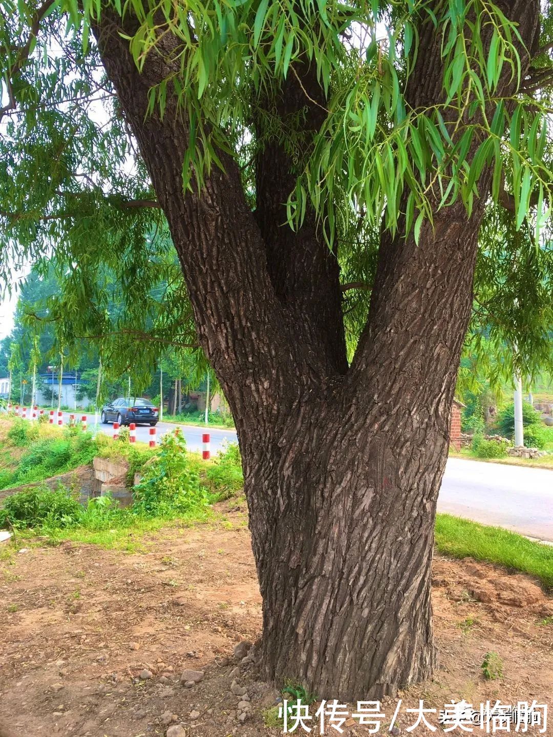 黄山脚下的美丽乡村——桥沟村