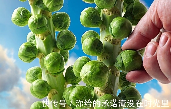 卷心菜|日本田间发现隐秘“小叶球”,能抗癌防老,价格不菲,市面上罕见