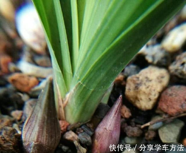 兰花施肥掌握1句“顺口溜”，新芽“哗哗”冒，不怕烂根和烧尖！