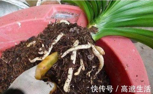 板结|养花土里埋点它,开春不用换盆了,土壤疏松又肥沃,养啥花都旺!