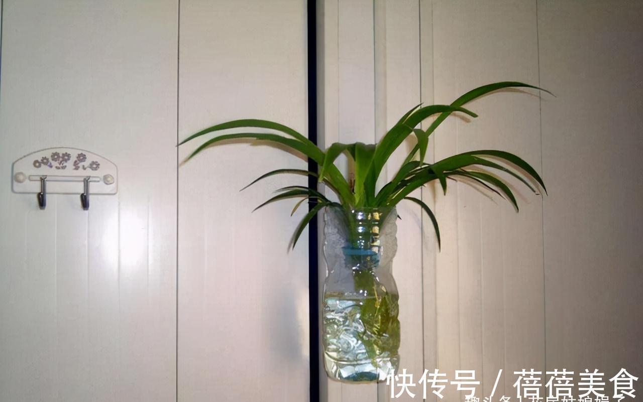 家居空间小没地方养花?16种适合吊养的花,小空间养花的必备良品