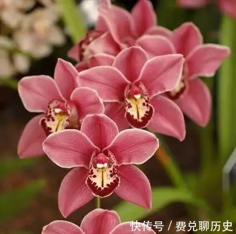  中国的十大名花，你知道几个？