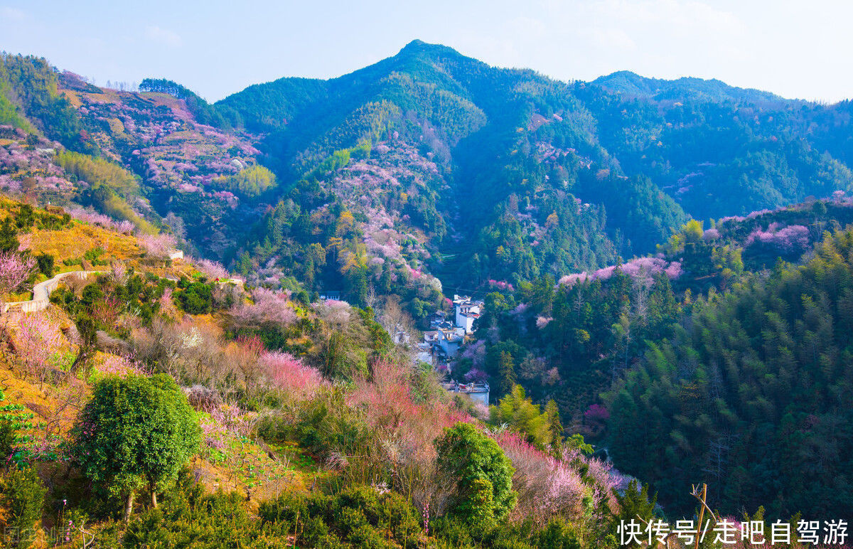 古村落|卖花渔村，只卖花不打渔的千年古村落，私藏了万亩的粉红梅花海