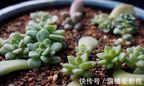 再便宜也不要买!摘几片叶子,就能叶插一整盆!