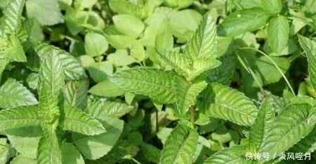 天气炎热,农民婆婆说,多吃这一物,有清热解毒、解暑功效