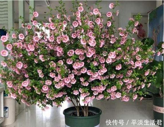 什么花适合养在家里,漂亮而且还不容易死老花农的2个答案!