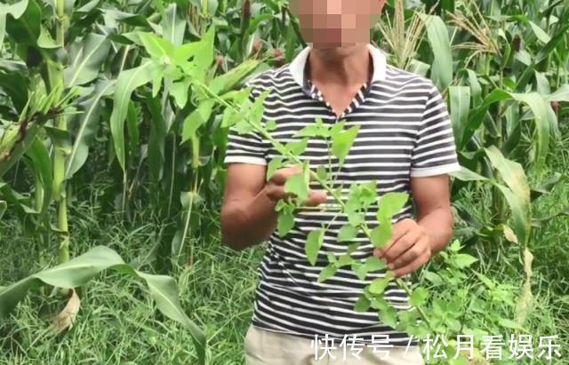 癣症|玉米地里长了一种天然“皮炎平”,专治各种皮肤病,遇到请珍惜!