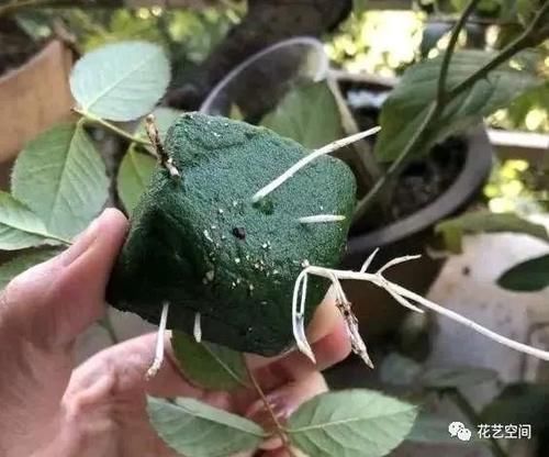 缩短生根时|扦插繁殖花卉时,用2种小药片,一个星期就生根,越养越旺盛!