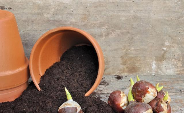 皮壳|养花的旧土要变成养分丰富的新土,要分成2步来走,掺进去3样东西