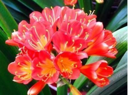 君子兰小苗这样养,叶多、翠绿肥厚,根系足,一年就能养开花