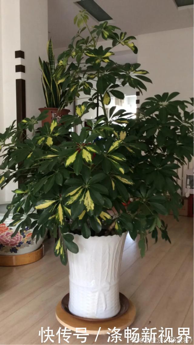 6种杀菌花,杀菌去异味,家里空气更干净!