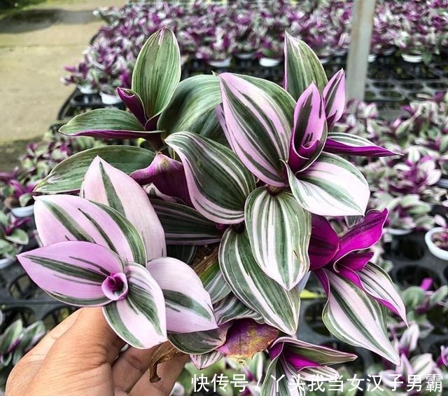 又一网红植物翻车,价格从一盆30到9.9,目测还能再低点!