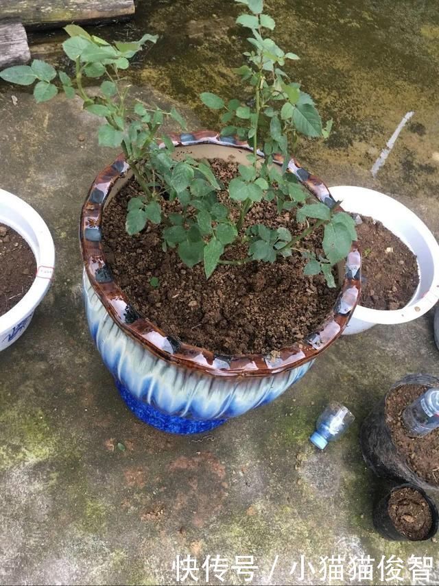 5种花盆养花,怪不得都死了,全是样子货