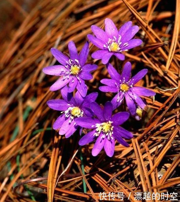 松针土|养花配土,路边捡“天然酸性土”,稍加处理,秒变“万能营养土”