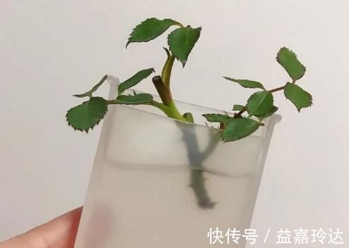 养花|养花扦插育苗,用它催根,存活率太高,家里都摆不下了!